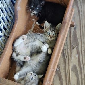 Meet your Posher, Samuel